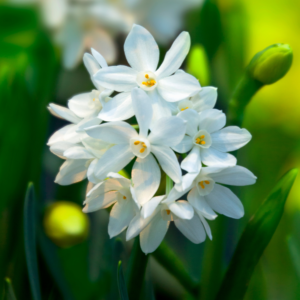 paperwhites flowers in spring
